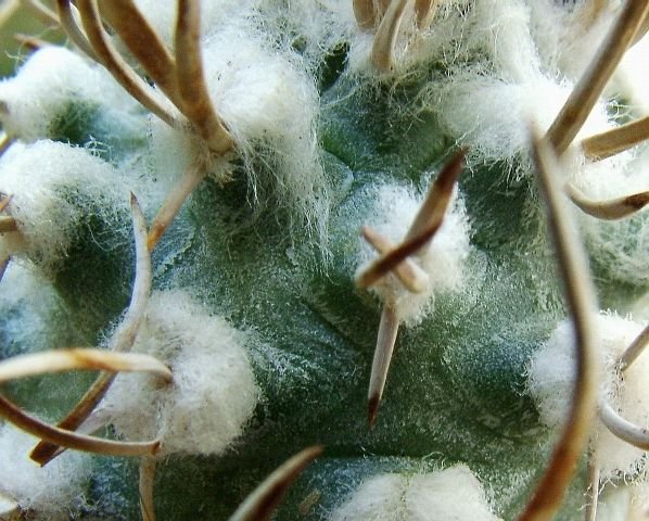 Turbinicarpus _schmiedickeanus _ssp. flaviflorus_ 06b